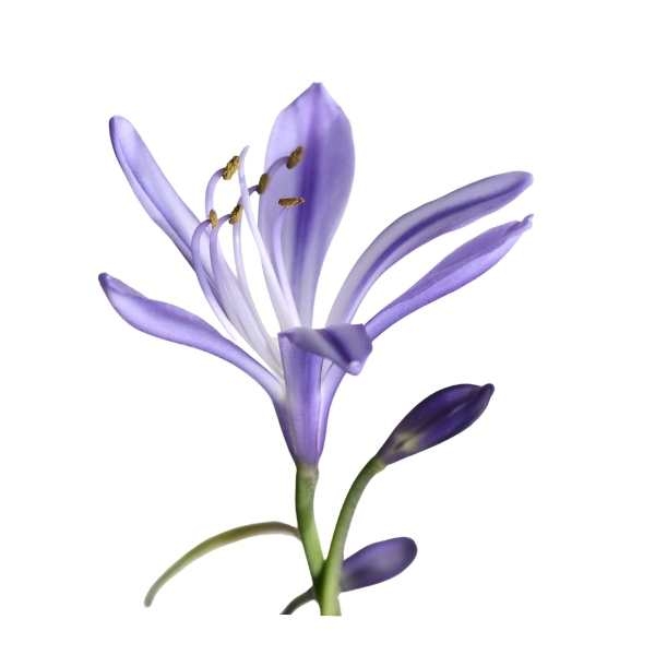 gambar bunga Bakung Biru