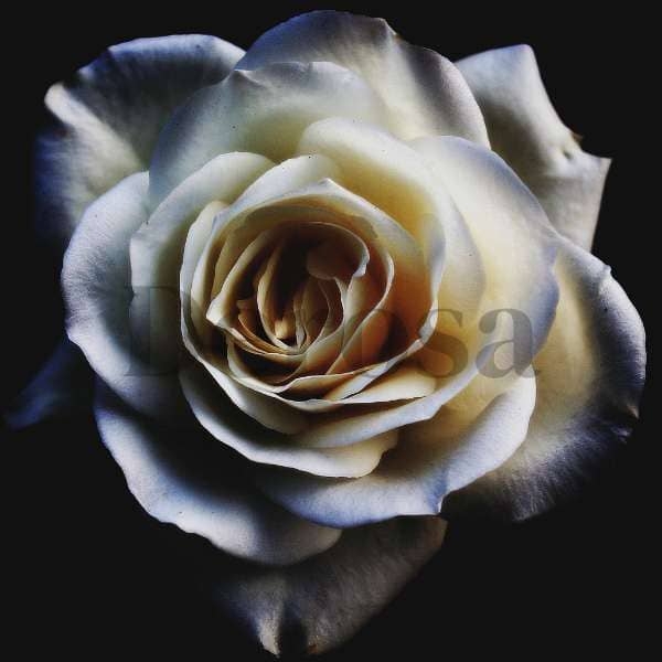Bunga mawar putih
