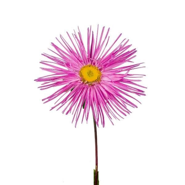 Gambar bunga aster pink