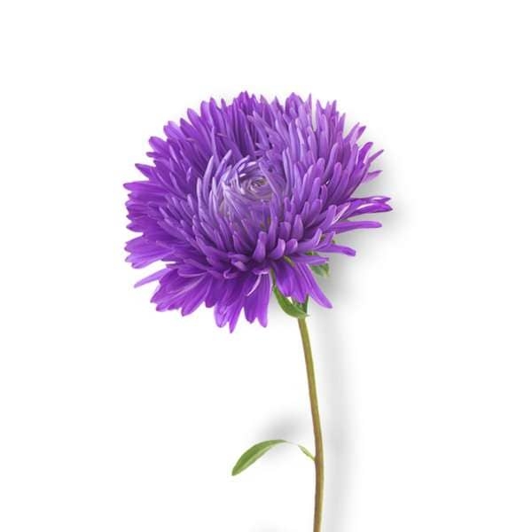 Gambar bunga aster ungu