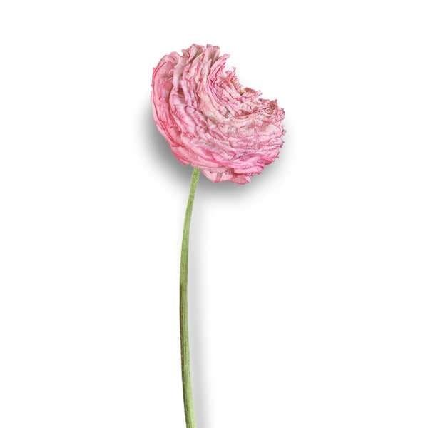 Gambar bunga carnation pink