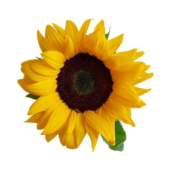 Gambar bunga matahari kuning