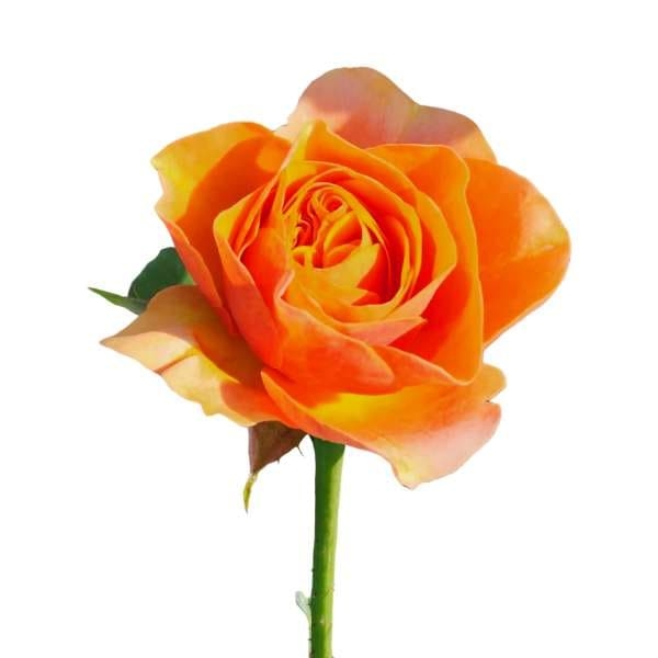 Gambar bunga mawar oranye