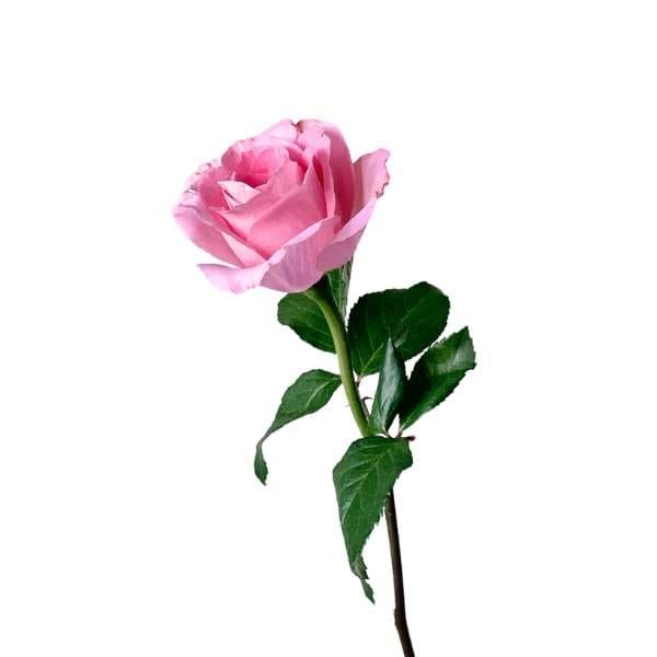Gambar bunga mawar pink