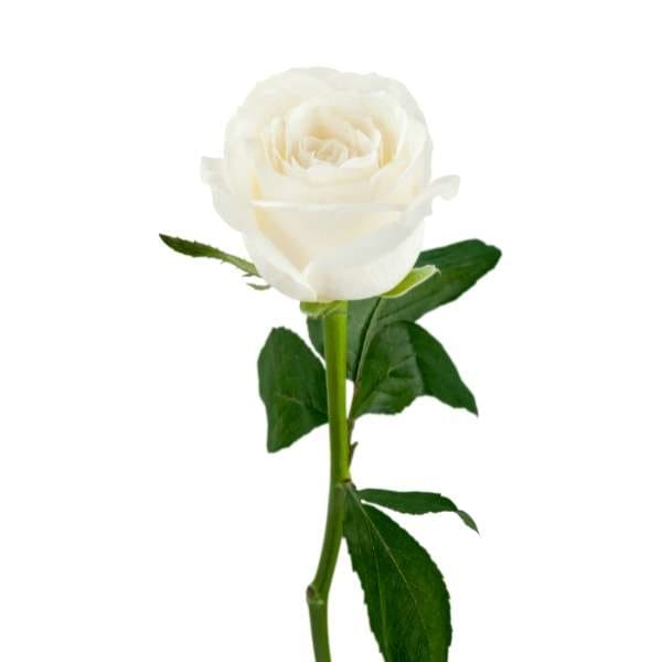 Gambar bunga mawar putih