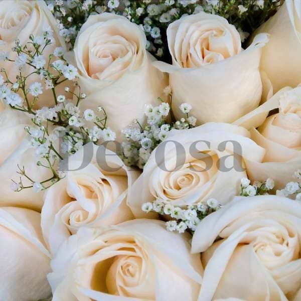 Gambar mawar putih