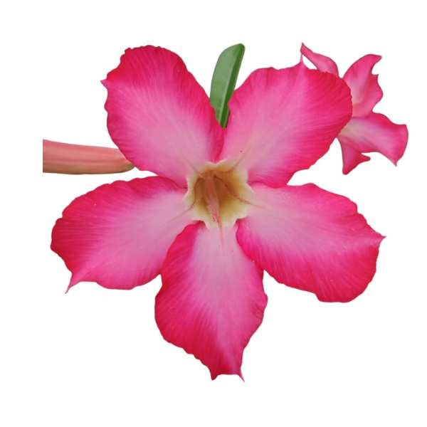 gambar bunga adenium kamboja jepang
