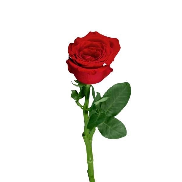 Gambar bunga mawar