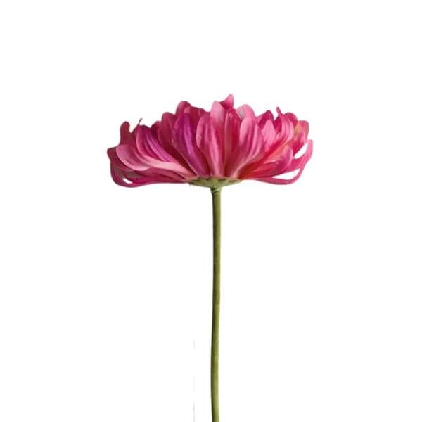 Gambar bunga krisan pink