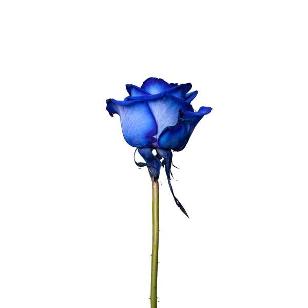 Gambar bunga mawar biru