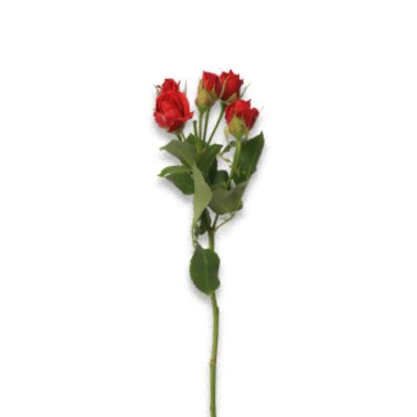 Gambar bunga baby rose merah