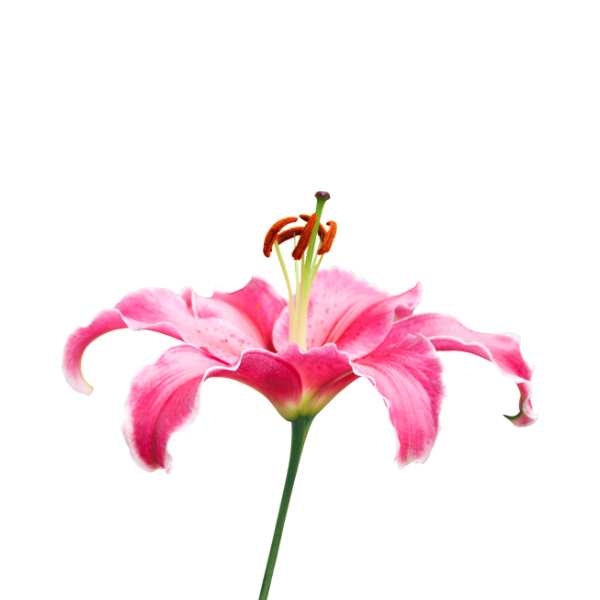Gambar bunga lili pink