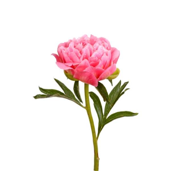 Gambar bunga peony pink